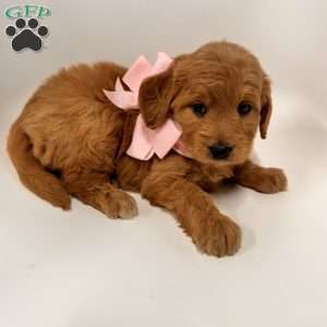 Kara, Goldendoodle Puppy